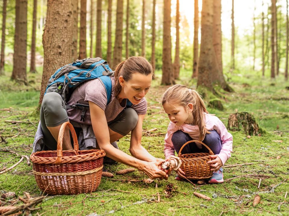 В Подмосковье началась «грибная волна»