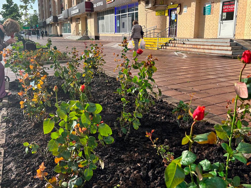 В центре Солнечногорске высадили роскошные розы