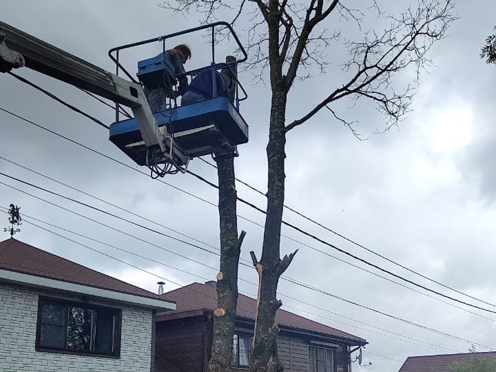 Аварийное дерево спилили в Алабине