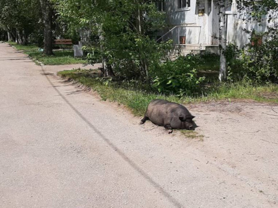 Релаксирующую свинью заметили во дворе многоэтажки в Софрине
