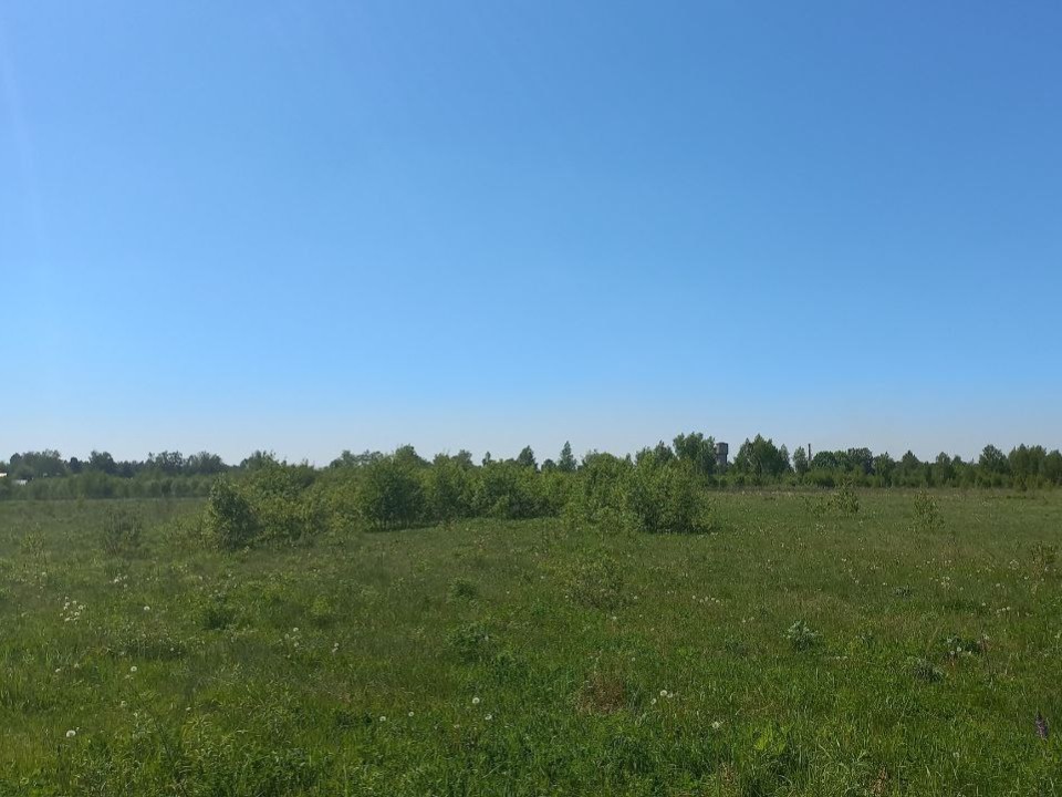 В Электростали завершен первый этап борьбы с борщевиком Сосновского