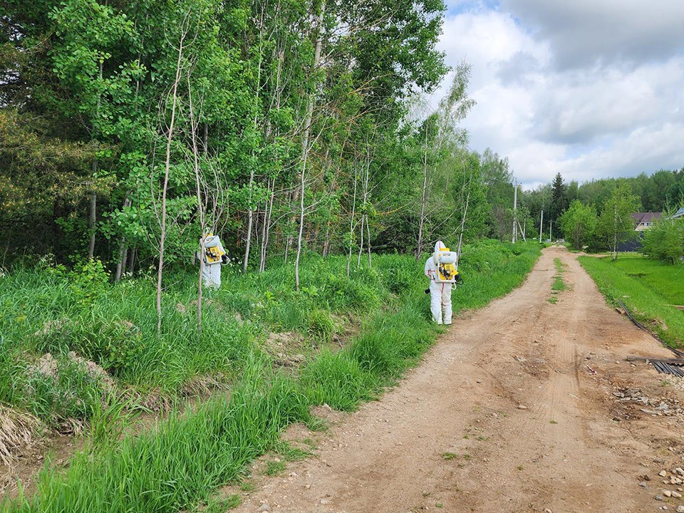 В деревне Рыбушки под Истрой борются с борщевиком