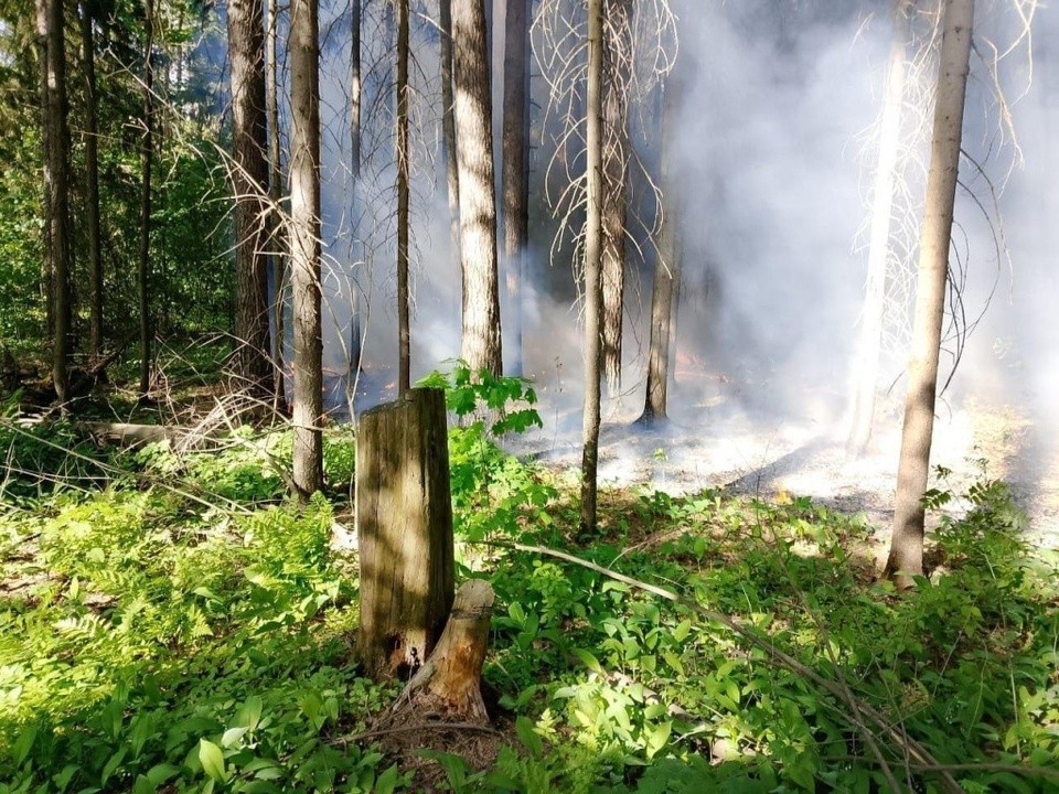 В лесах Подмосковья ожидается повышенная пожароопасность 9-11 июня