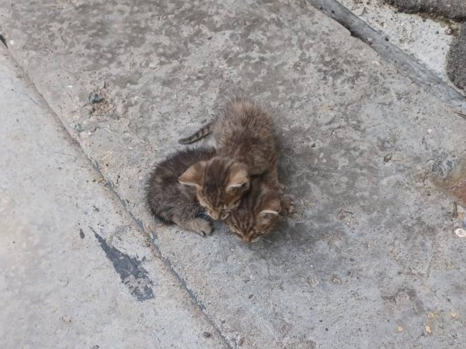 Двух бездомных котят спасли и приютили в Балашихе