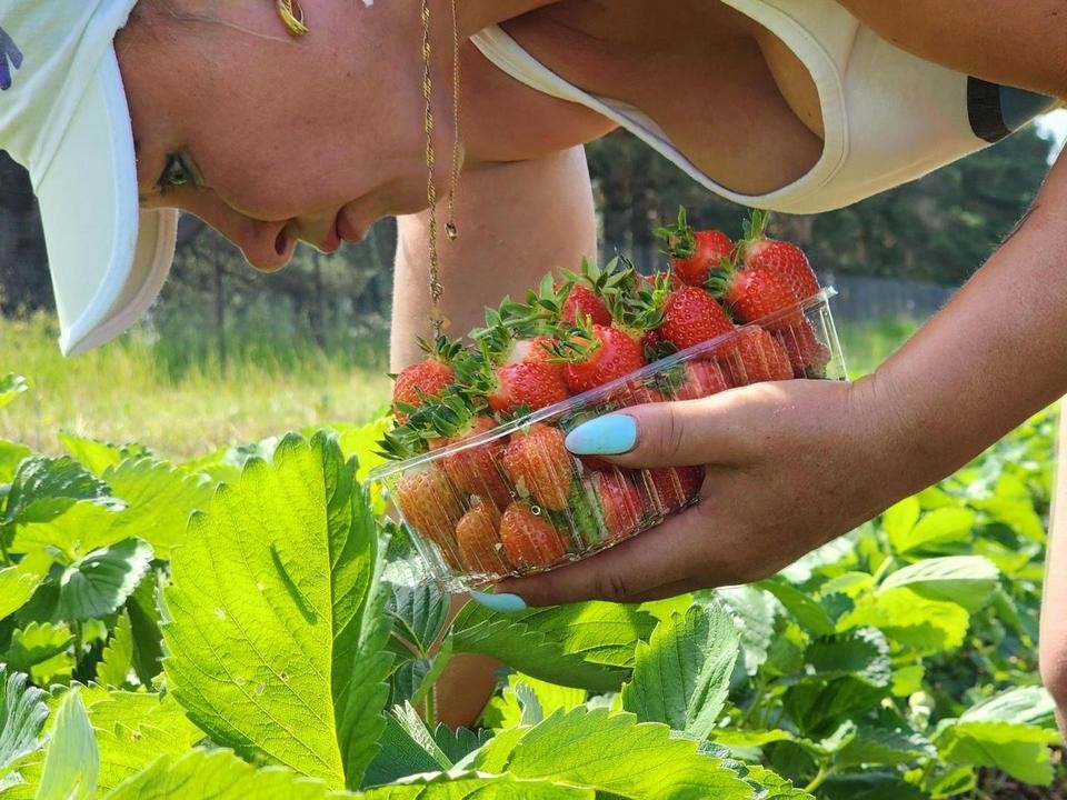 Где в Луховицах можно купить клубнику прямо с грядки