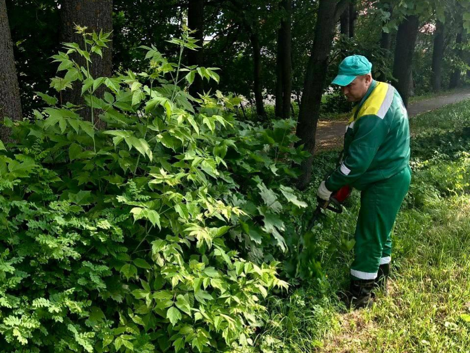 В Подмосковье с начала года привели в порядок больше 80 тыс. м² зеленых насаждений