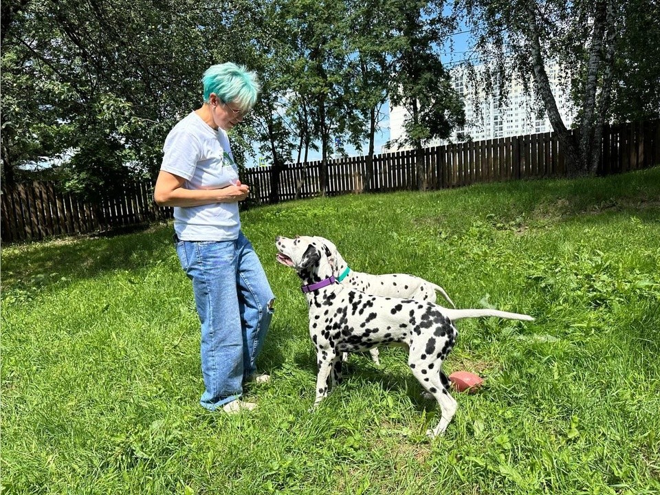 Зоогостиницы в Домодедово: куда отдать собаку на время отпуска