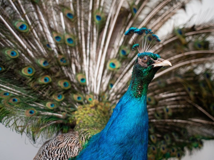 В Серпухове восстановят большой мурал с изображением павлина