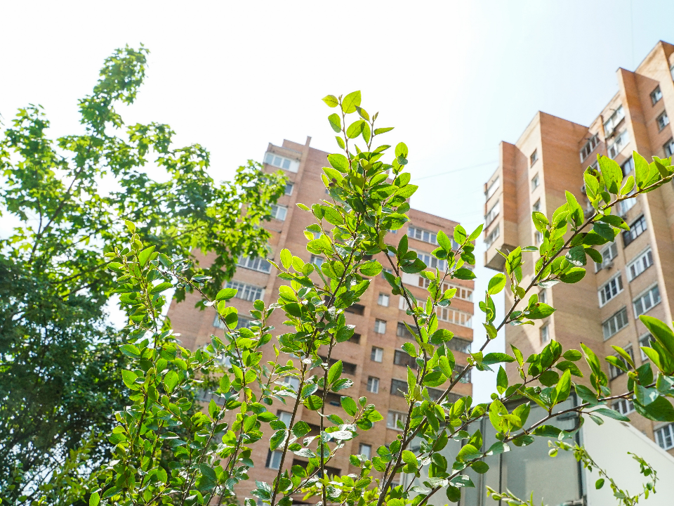 Дворы Химок украсит ароматный кизильник