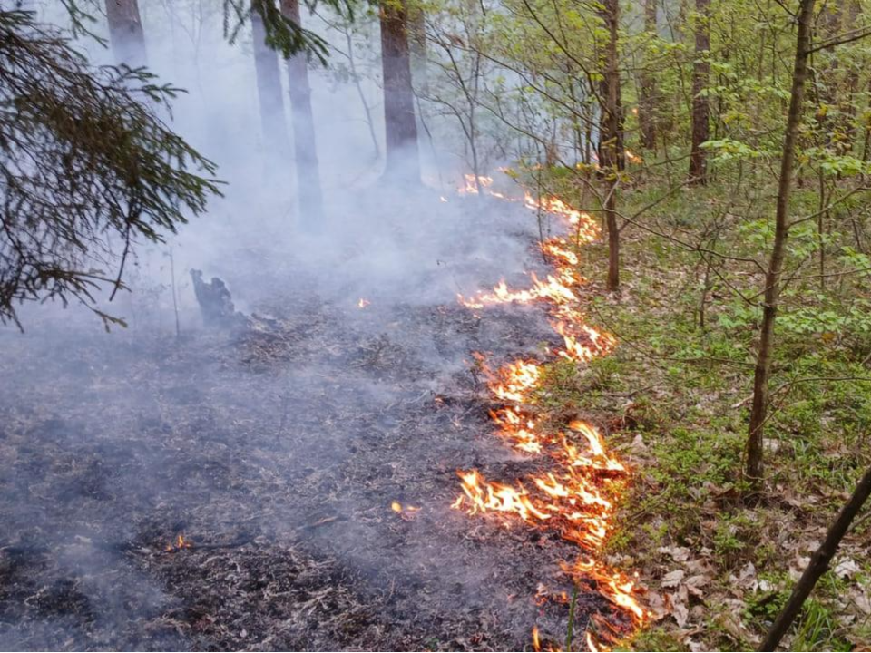 В Подмосковье ликвидирован лесной пожар, произошедший по вине людей