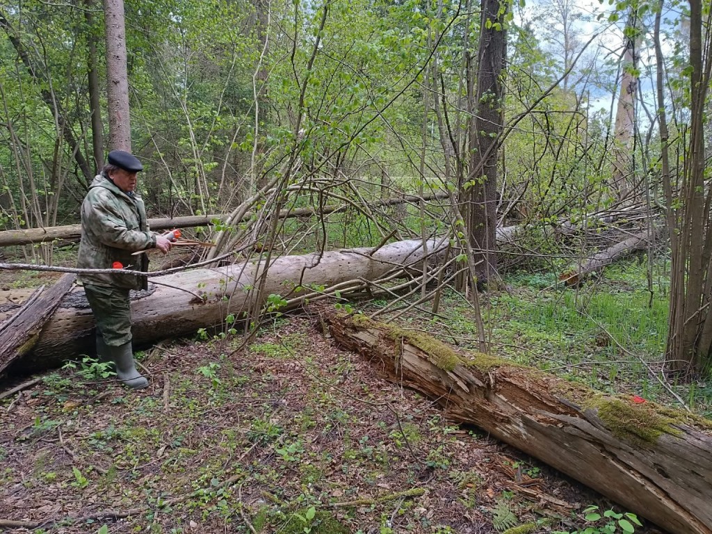 В лесу под Рузой уберут неликвидную древесину