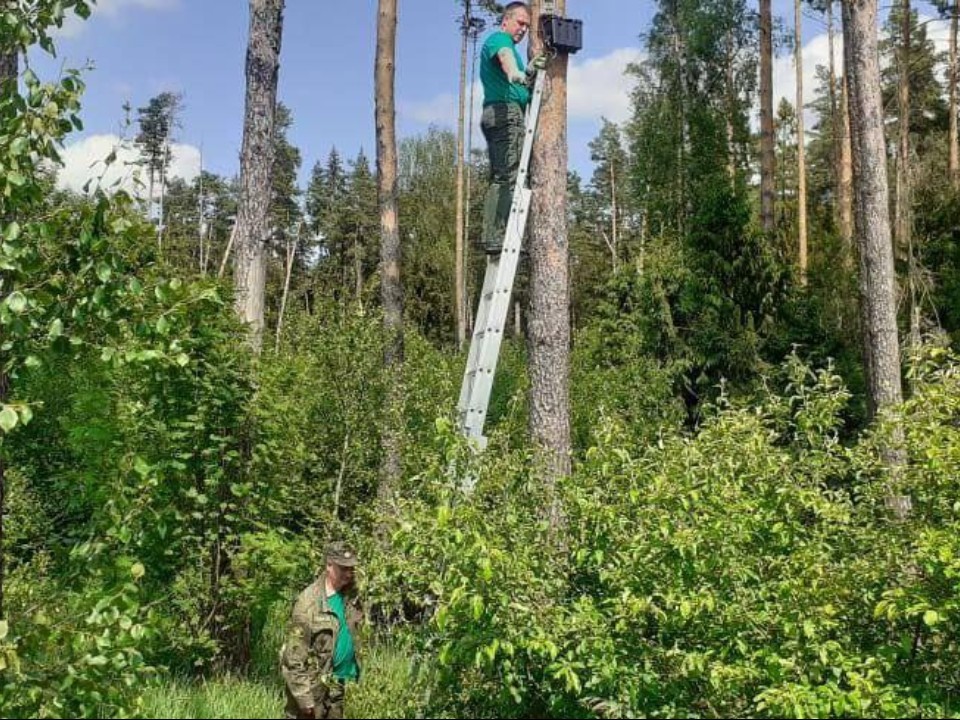 Фотоловушки помогли в поимке нарушителей в Истринском лесничестве