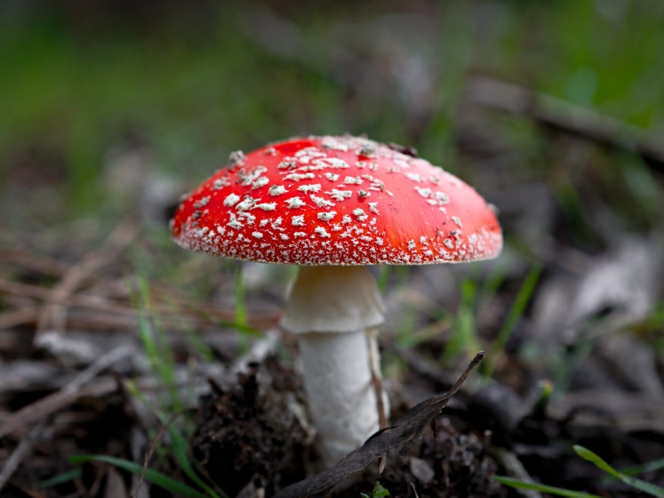 Грибник объяснил, почему нельзя есть сырые лисички и шампиньоны