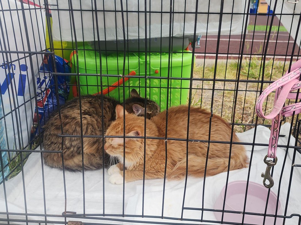Более 20 питомцев из приютов приехали на выставку кошек и собак в Звенигород