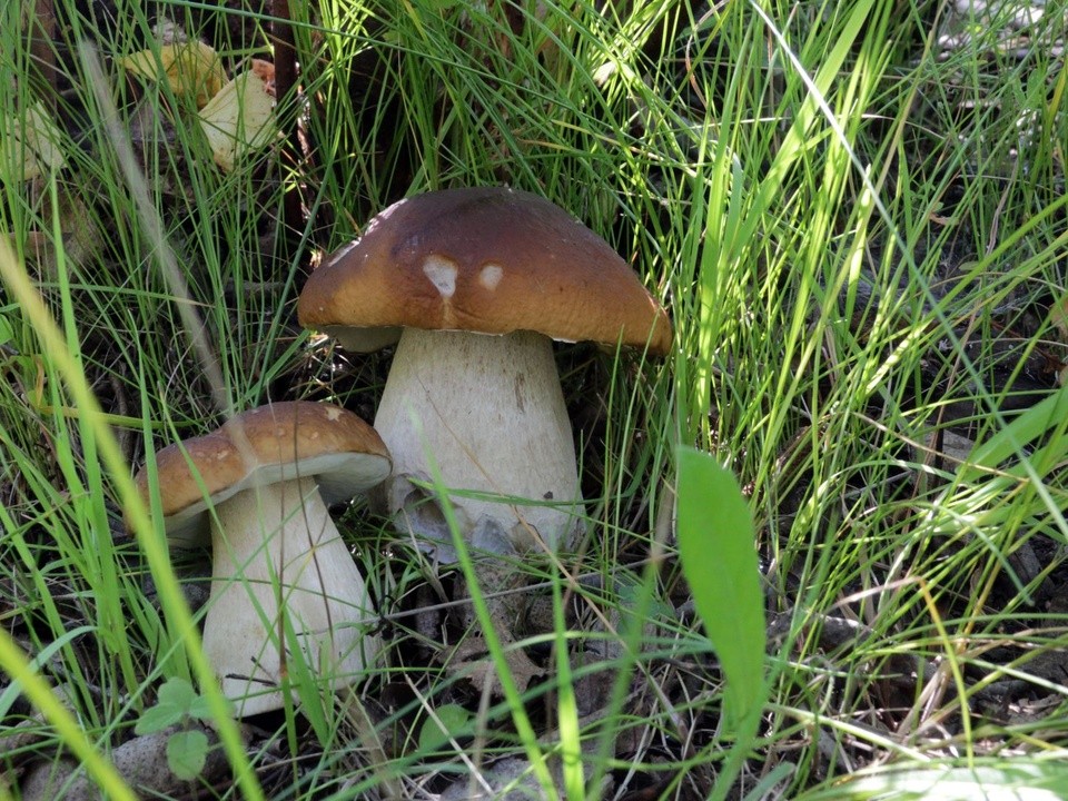 Грибник рассказал, какие грибы пошли в Подмосковье