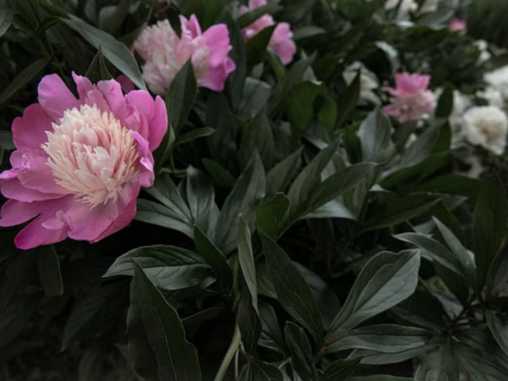 Пионы будут цвести дольше и пышнее, если их угостить этим продуктом