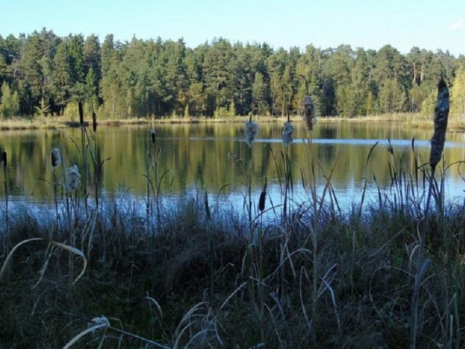 Волоколамск получил новую охранную зону для защиты природы