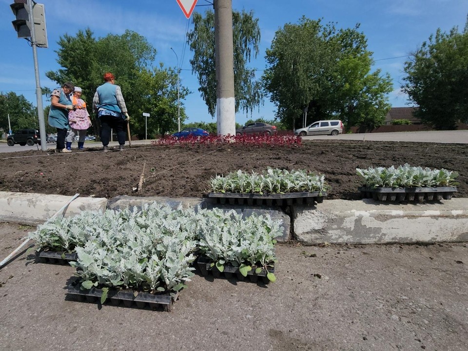 Тысячи цветов превратят улицу Центральную в цветущий сад