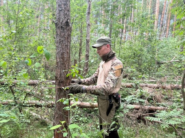 Студенты МГТУ им. Н.Э. Баумана изучают экотипы сосны в Орехово-Зуевском лесничестве