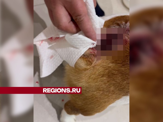 Названы причины, по которым у хозяина могут забрать собаку