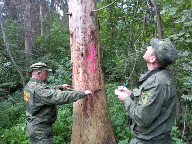 В лесах Сергиево-Посадского округа вырубят более 150 аварийных деревьев