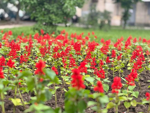 Около 60 цветников и клумб разобьют на улицах Люберец
