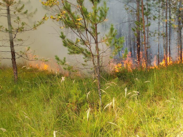 В лесу у Исаакиевского Озера потушили пожар
