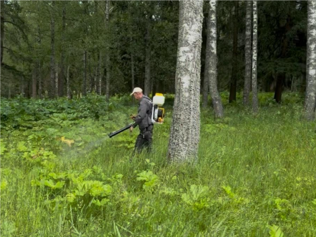 В Шаховской две бригады уничтожают борщевик на сотнях гектаров