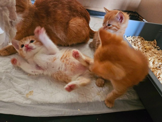 Жительница Балашихи спасла кошачье семейство