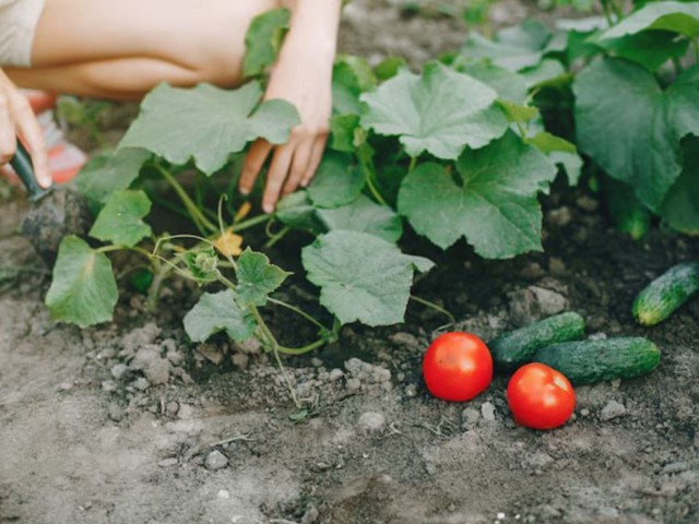 Лунное одобрение: благоприятные дни июля для работы в саду на грядках