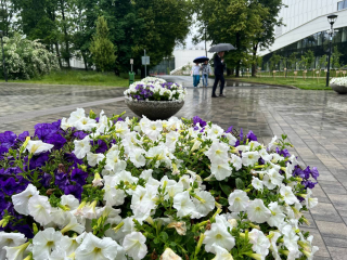 Дожди и грозы ожидаются в Подмосковье в ближайшие три дня