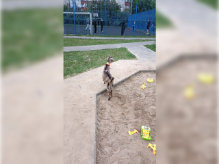 На детскую площадку в Жуковском забрела коза