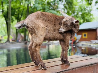 «Не пей из копытца»: козленок Иванушка попал в Гжельский зоопарк прямиком из русской сказки