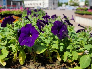 Пенсионерка из Домодедова выкопала охапку цветов с аллеи Чернобыльцев