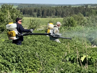 В Можайске борьба с борщевиком Сосновского идет непрерывно и по всем правилам