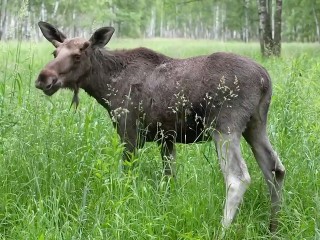 Спасенного на улице Москвы лосенка выпустили на территорию «Лосиного острова»