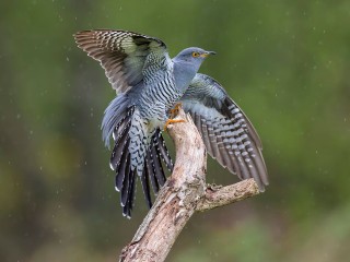 Почему в День Еремея Распрягальника нужно слушать кукушку
