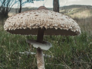 Эксперт уточнил, где искать самый вкусный гриб в Московском регионе