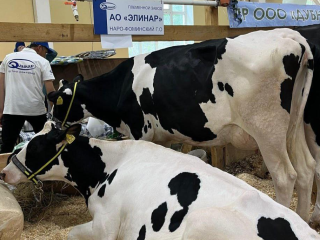 Корова из Головкова заняла первое место на престижной областной выставке