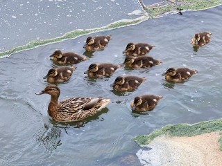 Что заставляет водителей Сергиева Посада резко жать на тормоз