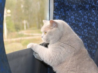 Стоимость провоза животных в автобусах озвучили в Подмосковье