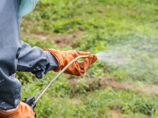 Бороться с тлей в саду предложили одним простым средством