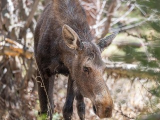 Лосенок забрел во двор на Совхозной улице в Химках
