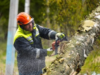 В Королеве убрали упавшее дерево, перекрывшее проезд к торговому центру
