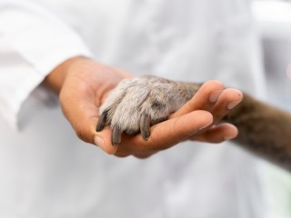Российские ученые создали уникальный имплантат для лечения суставов животных
