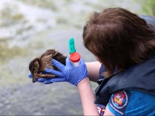 Водоемы Дмитровского округа стали новым домом для 500 утят