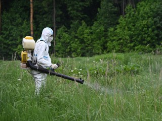 В Ленинском округе стартует масштабная борьба с ядовитым борщевиком