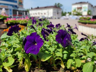 На Советской площади подростки оборвали клумбы для игр