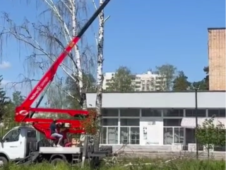 В Черноголовке спилили два огромных сухостойных дерева