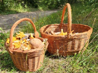 Простой продукт может помочь в сборе грибов в лесу